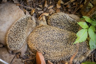 Hedgehog mother with young in the living environment of humans. A near-natural garden is a good