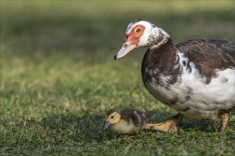 Female Muscovy Duck (Cairina moschata) with her chicks. Bas-Rhin, Collectivite europeenne d'Alsace,