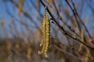 Male catkins of the hazelnut