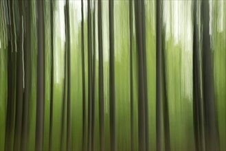 Abstract image of a forest with motion blur, creating a calm and mysterious atmosphere, deciduous