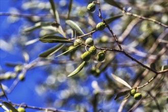 Unripe olives on a branch, olive branch, olive tree (Olea), olive tree, detail, symbolic image