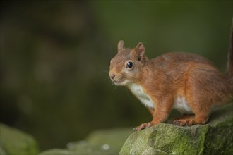 Red squirrel (Sciurus vulgaris) adult animal on a stone wall, Yorkshire, England, United Kingdom,