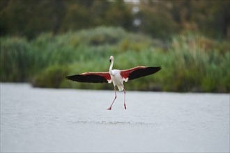 Greater Flamingo (Phoenicopterus roseus), landing in the water, Parc Naturel Regional de Camargue,