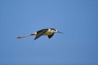 Black-winged stilt (Himantopus himantopus) flying in the sky, Camargue, France, Europe