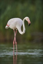 Greater Flamingo (Phoenicopterus roseus) walking in the water, Parc Naturel Regional de Camargue,