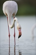 Greater Flamingo (Phoenicopterus roseus) walking in the water, Parc Naturel Regional de Camargue,