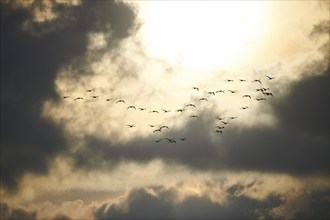 Greater Flamingos (Phoenicopterus roseus), flying in the sky at sunset, Parc Naturel Regional de