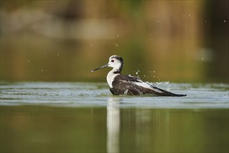 Black-winged stilt (Himantopus himantopus) standing in the water cleaning ists feathers, Camargue,