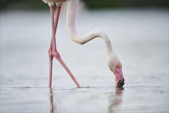 Greater Flamingo (Phoenicopterus roseus) standing in the water, portrait, Parc Naturel Regional de