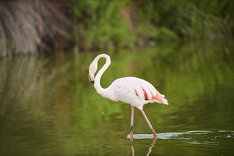 Greater Flamingo (Phoenicopterus roseus) walking in the water, Parc Naturel Regional de Camargue,