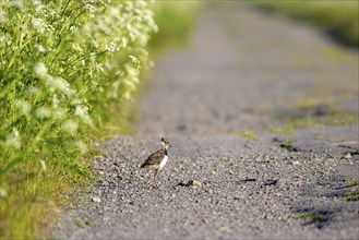 Northern lapwing (Vanellus vanellus), young bird, on a field path, Dümmer, Lower Saxony, Germany,