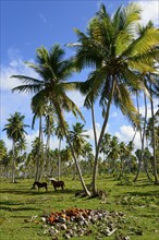 Two horses grazing in a meadow under palm trees next to scattered woods, Limon beach, El Limón, El