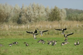 Greater white-fronted geese (Anser albifrons), North Rhine-Westphalia, Germany, Europe