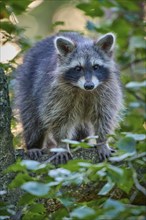 Raccoon (Procyon lotor), climbing curiously on a tree trunk in the forest, Hesse, Germany, Europe