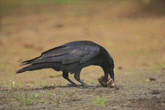 Common raven (Corvus corax), feeding, beak, eating, Hodenhagen, North Rhine-Westphalia, Germany,