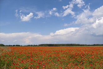 Blooming field of poppy flowers (Papaver rhoeas), Havelland, Brandenburg, Germany, Europe