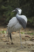 Paradise crane (Grus paradisea), standing on one leg, crane birds, cranes (Gruidae), crane,