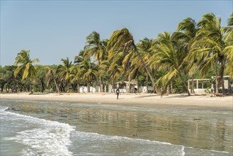 Palm trees on the beach of Sanyang, Gambia, West Africa, Africa