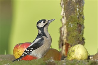 Great spotted woodpecker (Dendrocopos major), female, sitting among fallen fruit in a meadow