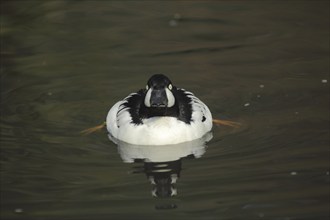 Common Goldeneye (Bucephala clangula), male, swimming, feet, frontal, diving ducks, diving duck,