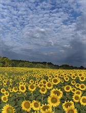 Sunflower (Helianthus annuus) field in the morning, cloudy sky, Franconia, Bavaria, Germany, Europe