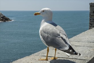 Yellow-legged gull (Larus michahellis) sitting on wall, Italy, Europe