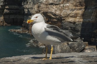 Yellow-legged gull (Larus michahellis), Italy, Europe