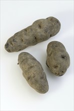 Blue potatoes (Solanum tuberosus), truffle potato