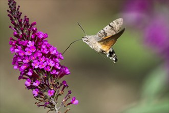 Hummingbird hawk-moth (Macroglossum stellatarum), flying, sucking nectar on flower of