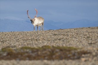 Svalbard Reindeer (Rangifer tarandus platyrhynchus), male, bull with blood-red antlers, tundra in