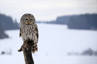 Ural Owl (Strix uralensis), adult, in winter, snow, perch, Bohemian Forest, Czech Republic, Europe