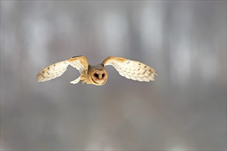 Central European barn owl (Tyto alba guttata), adult, flying, in winter, in snow, Bohemian Forest,