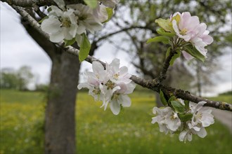 Fruit tree blossom, Wiesensteig, Swabian Alb, Baden-Württemberg, Germany, Europe