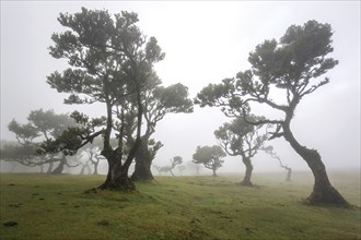 Laurel trees overgrown with moss and plants in the mist, old laurel forest (Laurisilva), stinkwood