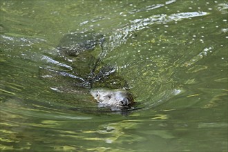 Eurasian beaver, european beaver (Castor fiber), swimming in the river, Freiamt, Canton Aargau,