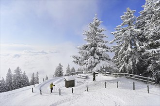 Hiker climbing up to Rigi Kulm in a snow-covered landscape, Rigi Stafel, Canton Schwyz,