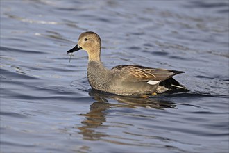 Adult gadwall (Mareca strepera), male swimming on Lake Zug, Switzerland, Europe