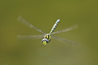 Emperor dragonfly (Anax imperator), in flight, Selger Moor, Canton Zurich, Switzerland, Europe