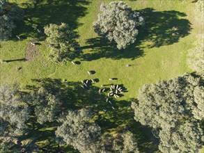 Grazing pigs and holm oaks (Quercus ilex) in the Sierra de Aracena, aerial view, drone shot, Huelva