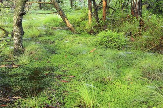 Peat mosses (Sphagnum), pale mosses (Sphagnum), pine, pine family (Pinaceae), forest, Eulenbruck,