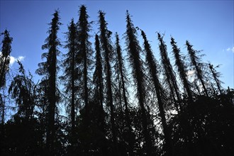 Forest damage in the Sauerland region has caused about 40 % of the spruce population, especially in