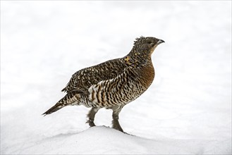 Western capercaillie (Tetrao urogallus), wood grouse, heather cock hen in the snow in winter