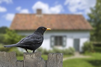 Common blackbird (Turdus merula) male perched on old wooden fence in garden of house in the