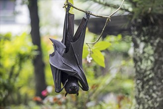 Large flying fox (Pteropus vampyrus), large fruit bat, kalang, kalong hanging in tree, Indonesia,