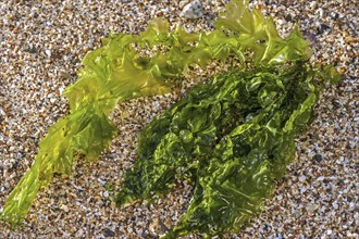 Gutweed, grass kelp (Enteromorpha intestinalis) (Ulva intestinalis) green alga washed ashore on