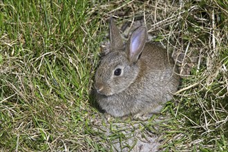 Young European rabbit (Oryctolagus cuniculus) in front of burrow entrance, Germany, Europe