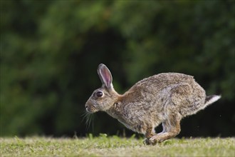 European rabbit (Oryctolagus cuniculus), common rabbit running in field