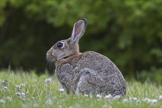 European rabbit (Oryctolagus cuniculus), common rabbit sitting in meadow