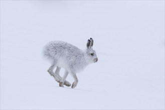 Mountain hare (Lepus timidus), Alpine hare, snow hare in winter pelage running in the snow,