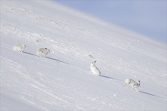 Four mountain hares (Lepus timidus), Alpine hare, snow hare group in white winter pelage sitting in